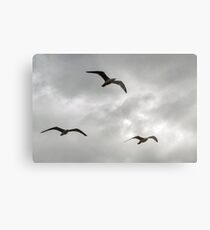 Gulls fly in a stormy sky...... Metal Print