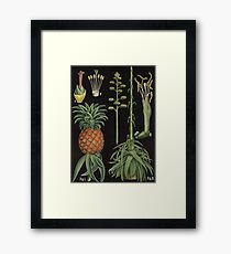 Botanical Pineapple Framed Print