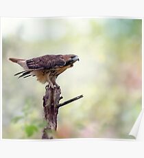 Red-tailed hawk (Buteo jamaicensis) sitting on a tree Poster