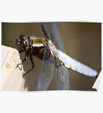 Broad-bodied Chaser (Libellula depressa) Poster