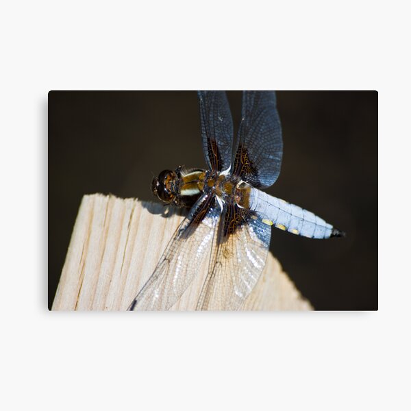 Broad-bodied Chaser (Libellula depressa) Canvas Print