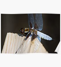 Broad-bodied Chaser (Libellula depressa) Poster