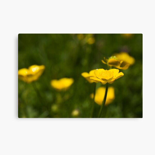 Meadow Buttercup (Ranunculus acris) Canvas Print