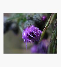 Photo close up thistle Photographic Print