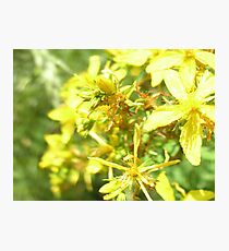 Photo close up flower Photographic Print