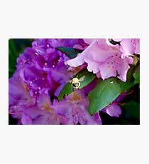...one more flower, just one more flower.... Photographic Print