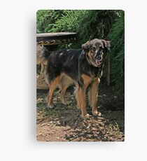 Penny Canvas Print