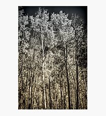 Into The Woods Photographic Print