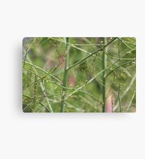 Asparagus Canvas Print