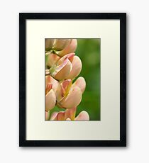 apricot Lupin Framed Print