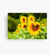 sunflower field in the mountains Canvas Print