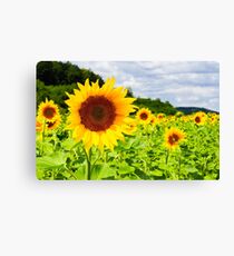 sunflower field in the mountains Canvas Print