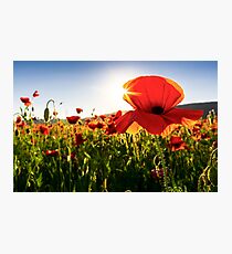 poppy flowers close up in the field Photographic Print