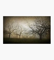 Ghostly Trees, Textured Photographic Print