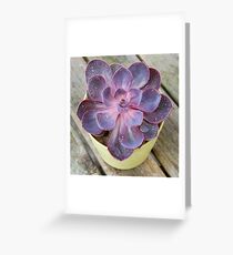 Purple Pearl Greeting Card