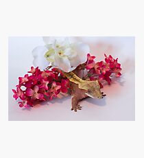 Peach the Crestie Photographic Print