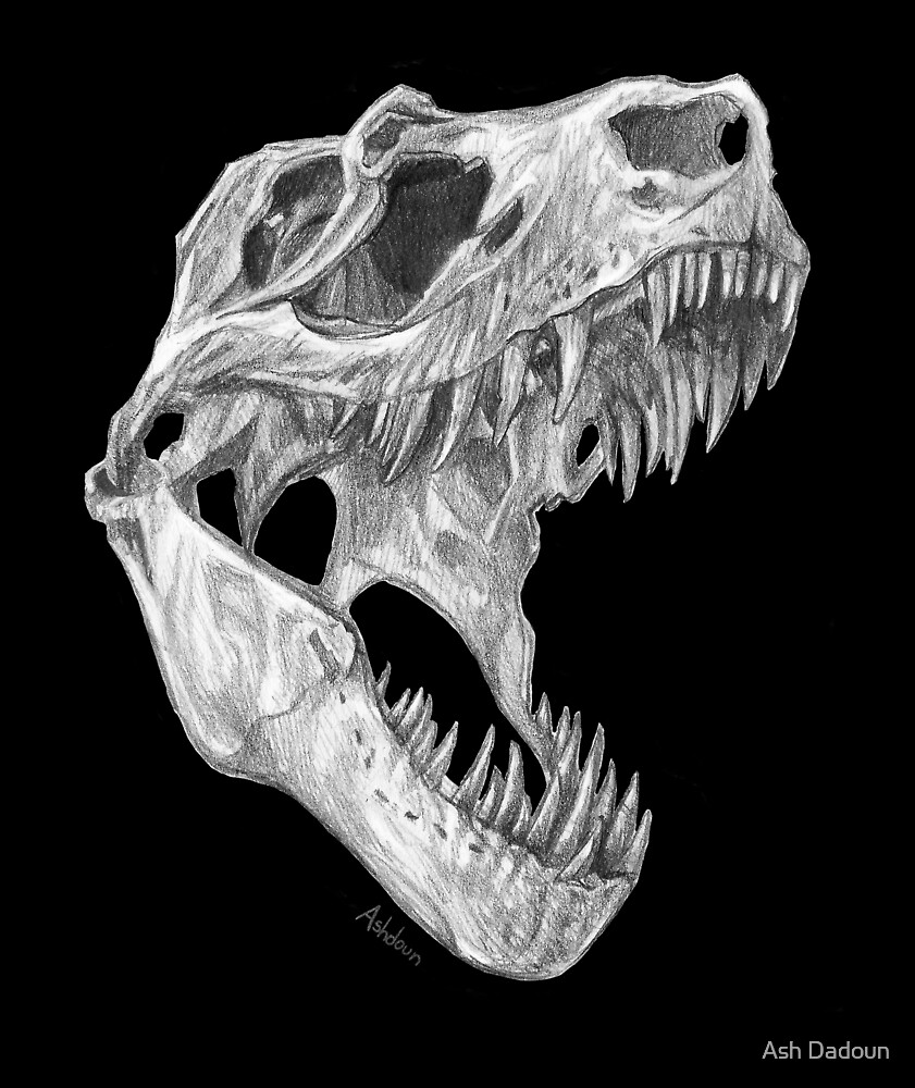 t rex skull drawing simple