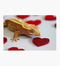Crestie Love Photographic Print