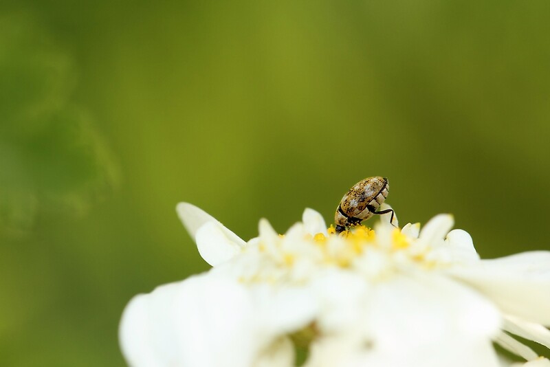 nose-dive-by-tracy-friesen-redbubble