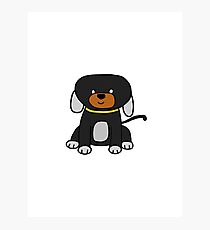 cute dog Photographic Print