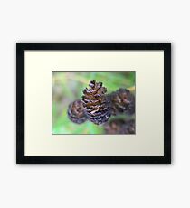 Photo of nature cones Framed Print