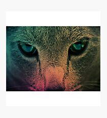 cat face wallpaper Photographic Print