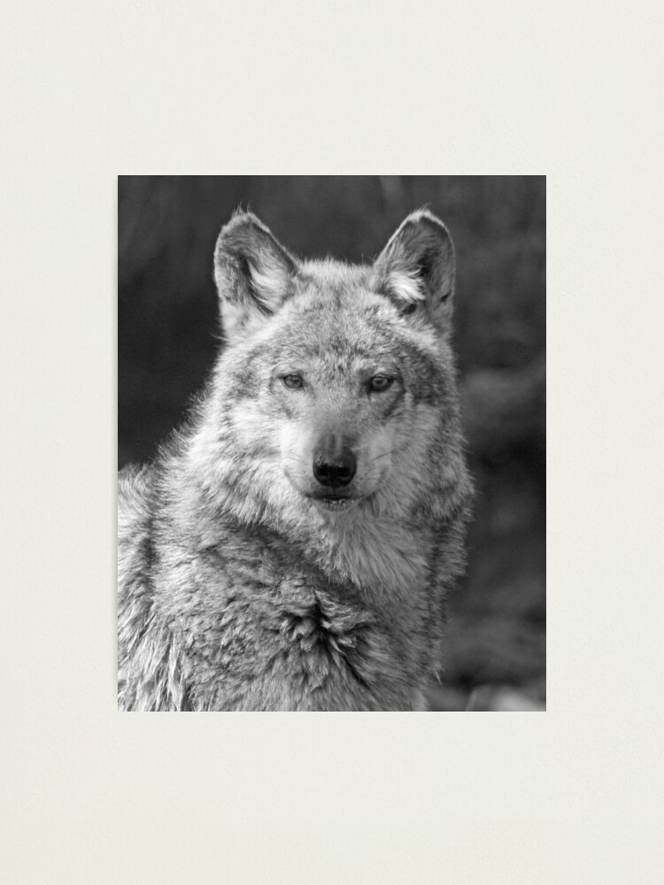 Download "PORTRAIT OF A GREY WOLF" Photographic Print by mlynnd ...