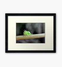 Spike Framed Print