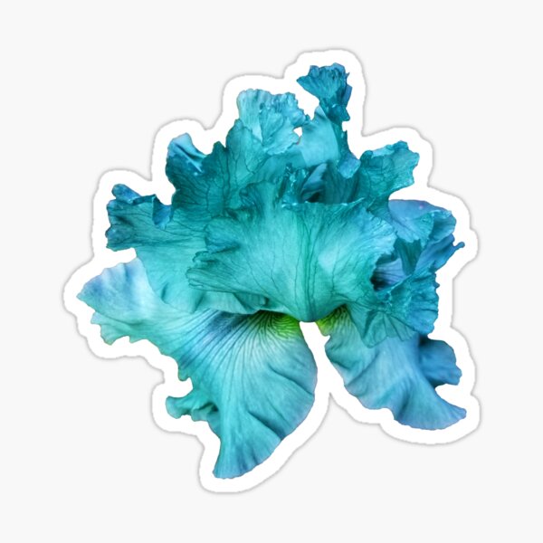 Turquoise Ruffled Iris Sticker