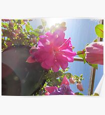 Fuschia flower Poster
