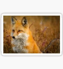 Orange Fox Sticker