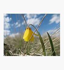 The Yellow Bell Photographic Print