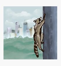 MPR Raccoon print by Megan Tegeder Photographic Print