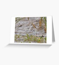 Piping Plover Chick...Hiding in plain sight Greeting Card