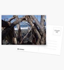 Timberland Postcards