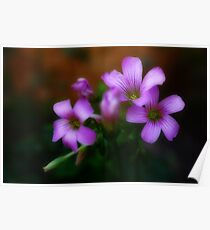 Oxalis Flower Poster