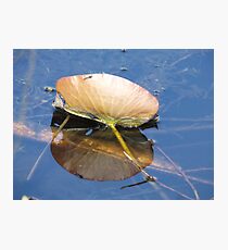 Reflections Photographic Print