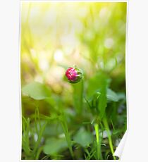 Bellis, English daisy, bud flower Poster