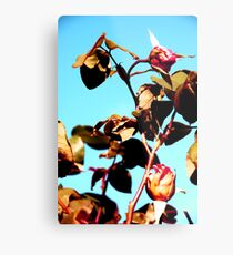 Roses are pink, The sky is blue Metal Print
