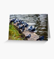 PigeonsLOL Greeting Card