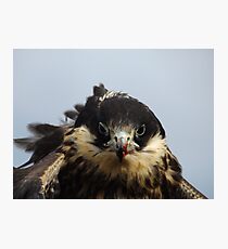 Juvenile Peregrine Photographic Print