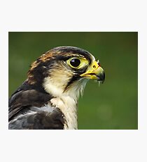Lanner falcon Photographic Print