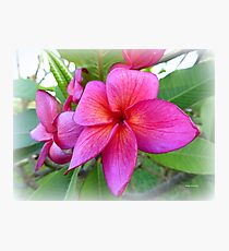 Pink Plumeria Photographic Print