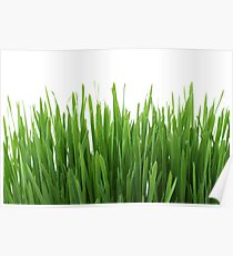 Green Grass Poster