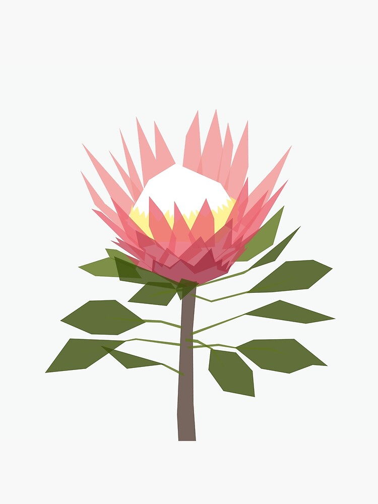 King Protea by jbott