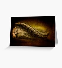 the poppy seed eater Greeting Card