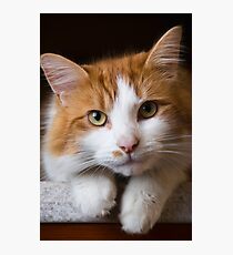 Puss Puss Photographic Print