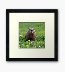 Marmota monax Plate #1 Framed Print