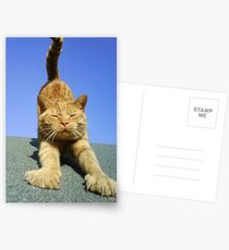 cat stretching on a sunny day Postcards