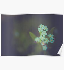 Unique blue forget-me-not flowers close up Poster